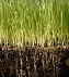section through grass plants