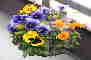 Winter or spring hanging basket