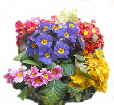 Hanging basket planted with Primrose